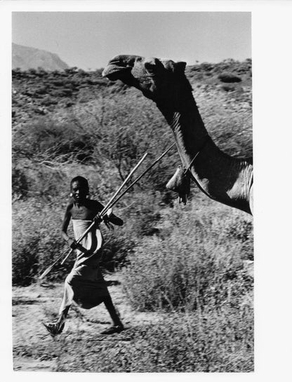 Young Rendille Girl Taming Angry Camel 8x6 Old Africa Kenyan Press Photo