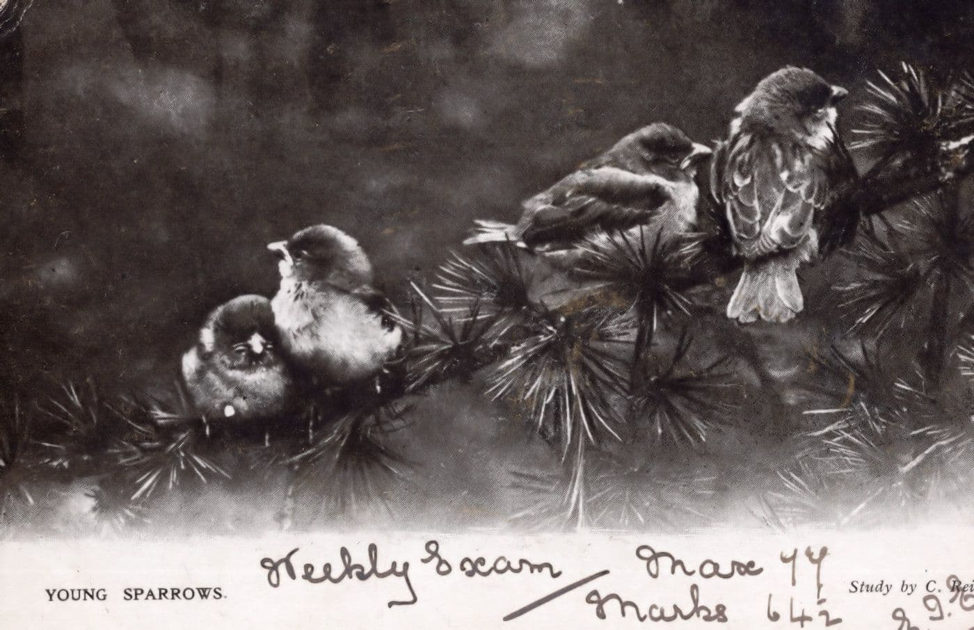 Young Sparrows Bird Antique Postcard