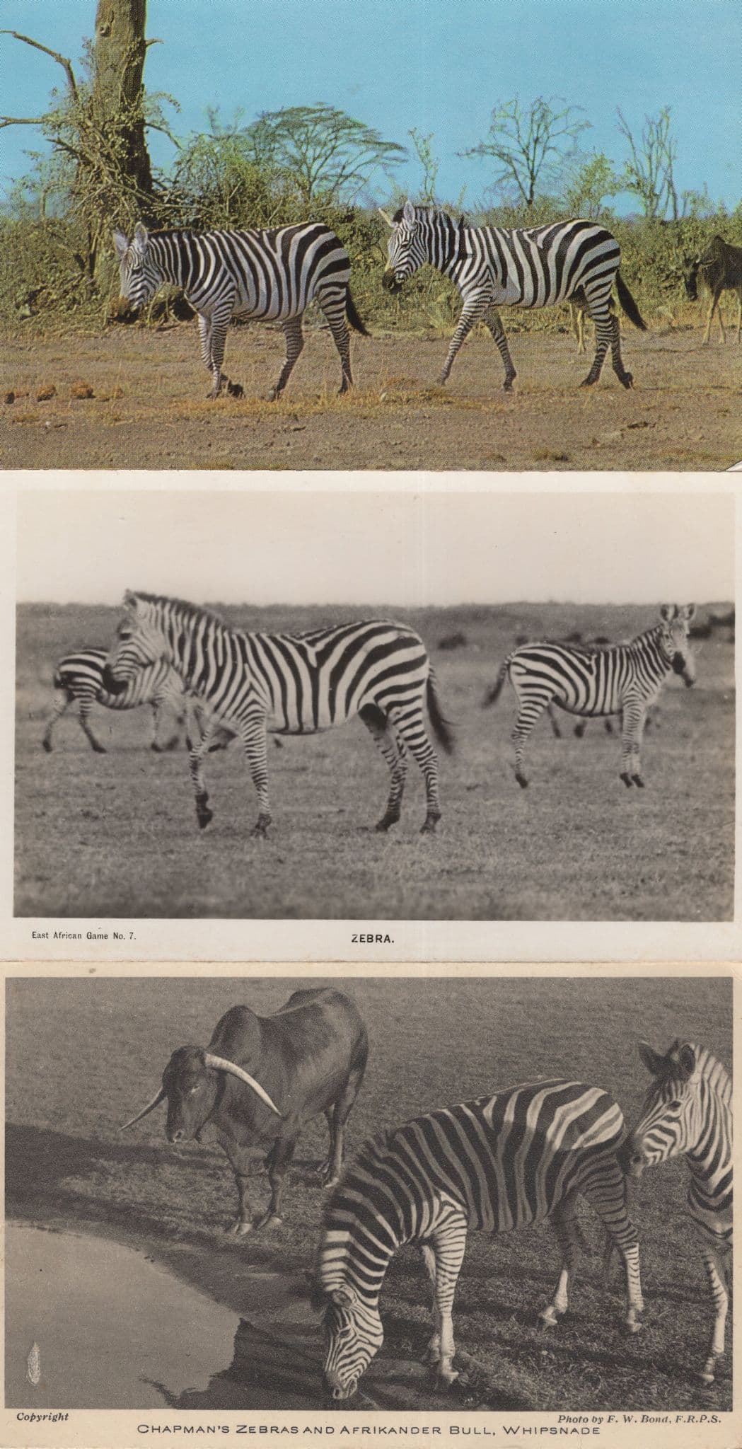 Zebra at Whipsnade Park 3x Postcard s