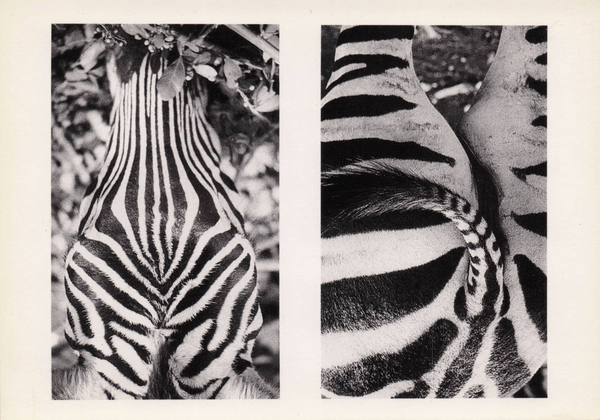 Zebra Backside Bum Back & Front 1970s Photo Award Postcard