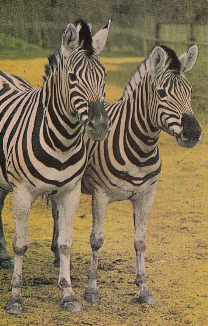 Zebras At Colchester Zoo 1970s Postcard