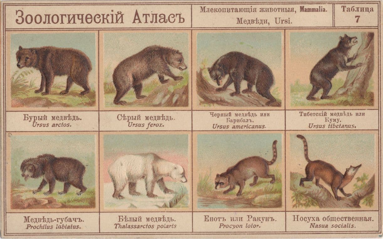 Zoological Atlas From Teddy Bear Collection 1909 Old Postcard