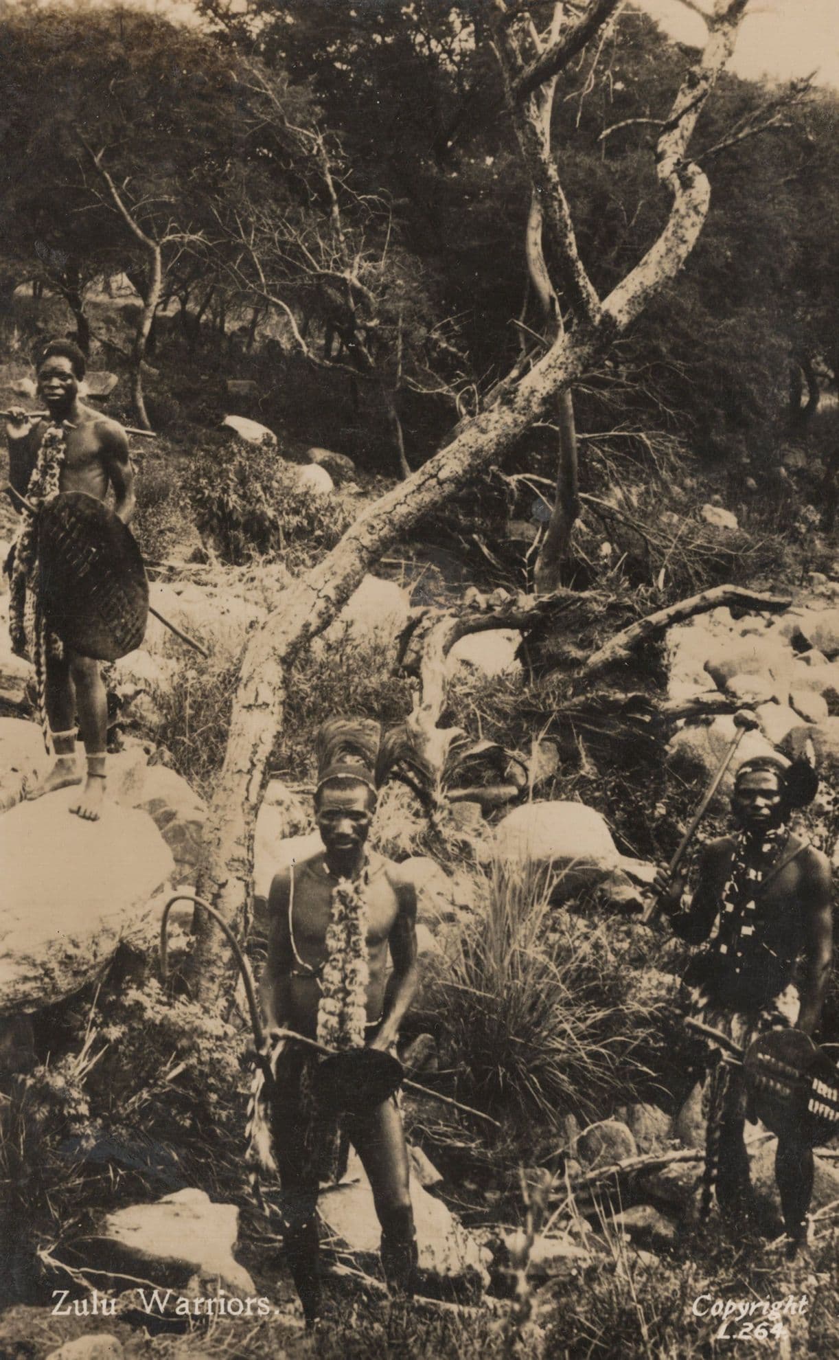 Zulu Warriors Antique Real Photo African Old Postcard
